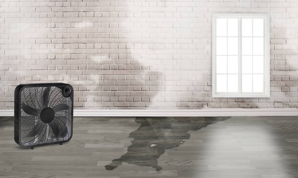 Best Basement water damage restoration  in Ol, LA